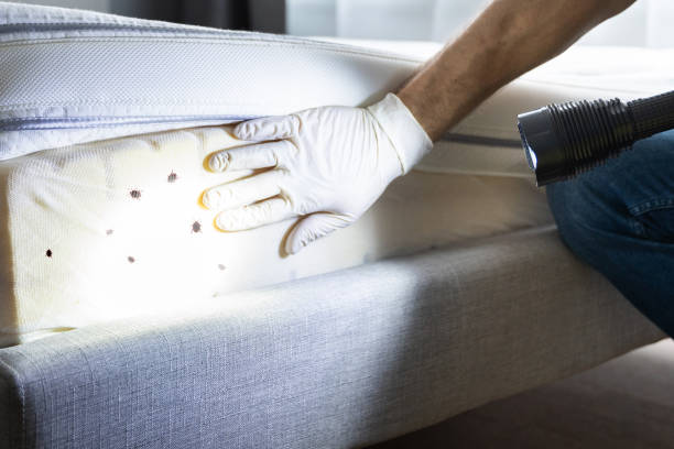 Trusted Galax, VA Pest Control Experts